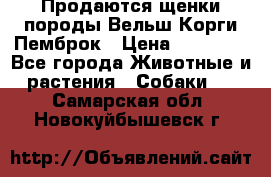 Продаются щенки породы Вельш Корги Пемброк › Цена ­ 40 000 - Все города Животные и растения » Собаки   . Самарская обл.,Новокуйбышевск г.